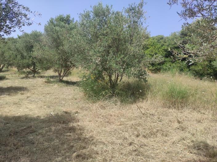 Image No.4-Plot for sale