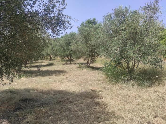 Image No.3-Plot for sale