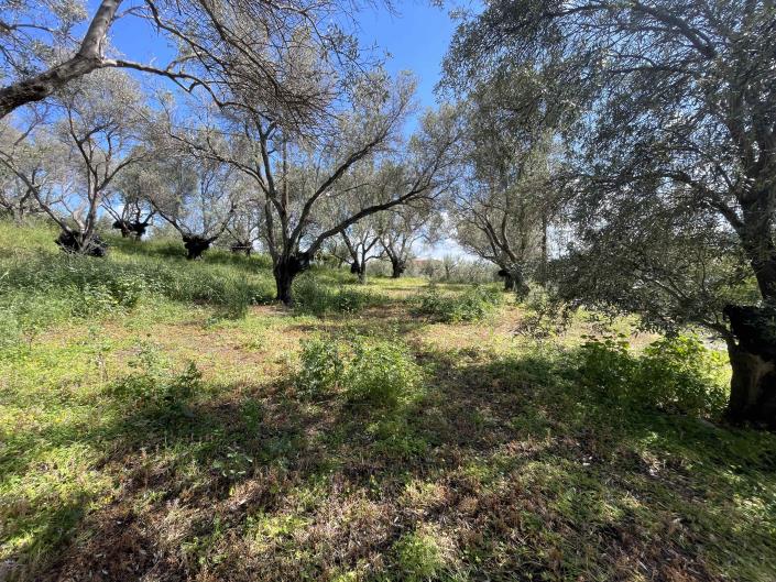 Image No.2-Plot for sale