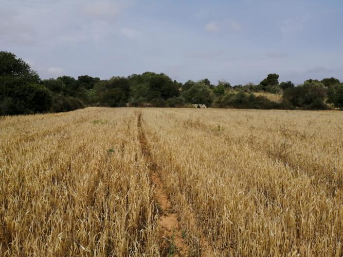 Image No.7-Land for sale