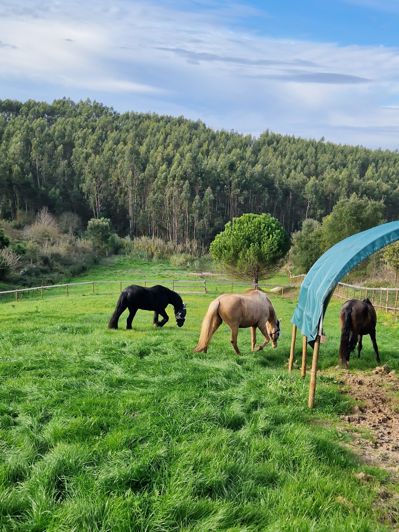 Image No.17-5 Bed Villa for sale