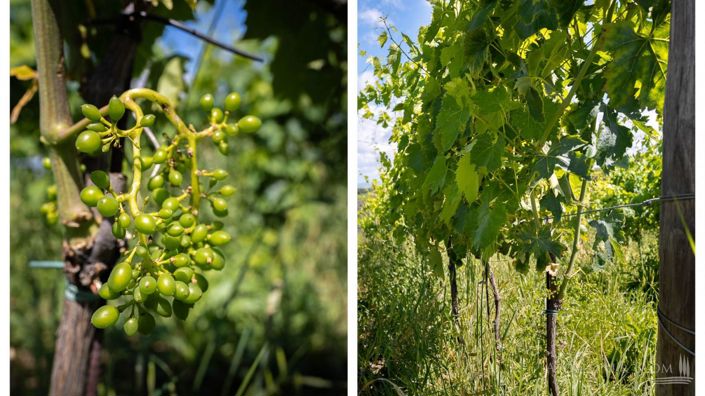 Image No.29-11 Bed Vineyard for sale