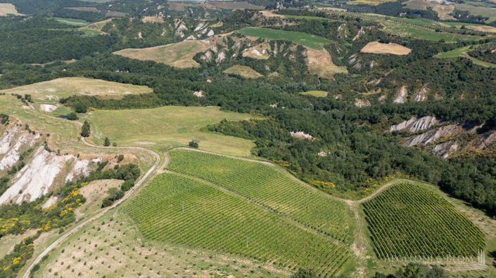 Image No.6-11 Bed Vineyard for sale