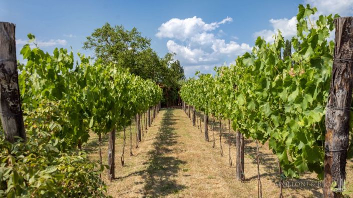 Image No.12-5 Bed Vineyard for sale