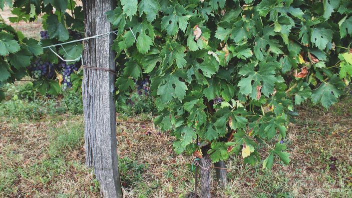 Image No.13-5 Bed Vineyard for sale