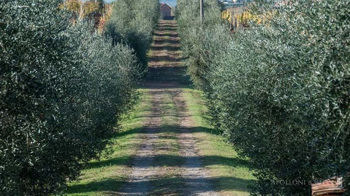 Image No.14-5 Bed Vineyard for sale