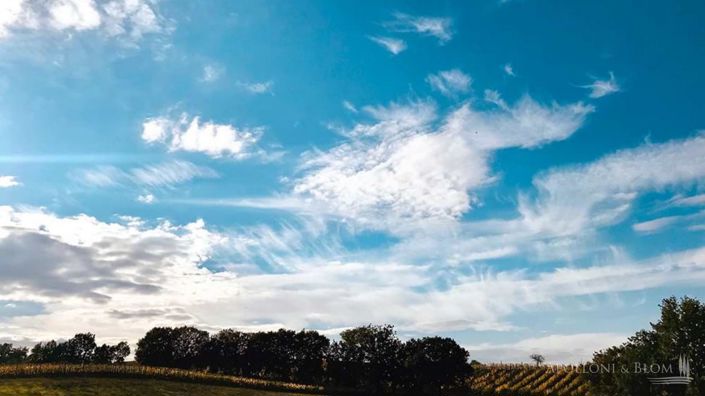 Image No.15-5 Bed Vineyard for sale