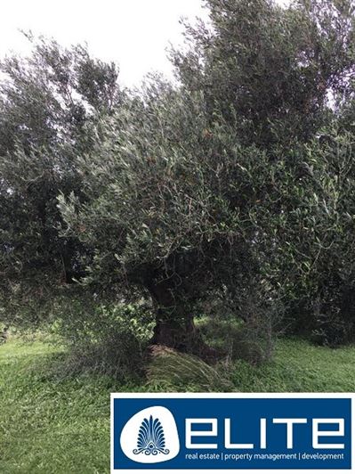 Image No.4-Plot for sale