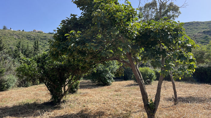 Image No.14-3 Bed Finca for sale