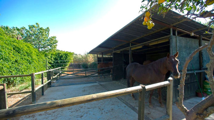 Image No.2-3 Bed Finca for sale