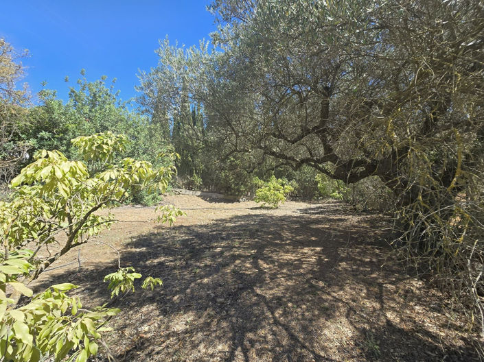 Image No.5-6 Bed Finca for sale