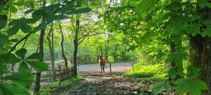 Image No.5-6 Bed Property for sale