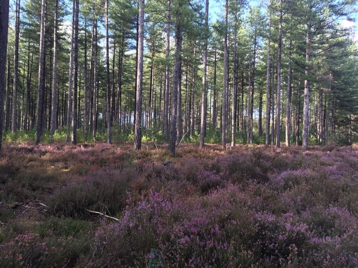 Image No.6-Chateaux for sale