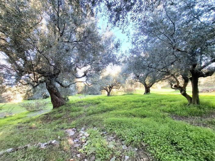 Image No.36-3 Bed House for sale