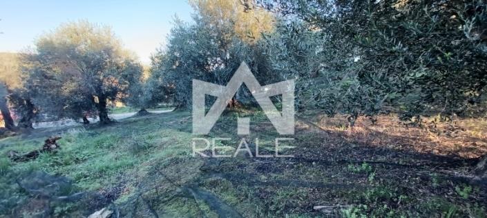 Image No.5-Plot for sale