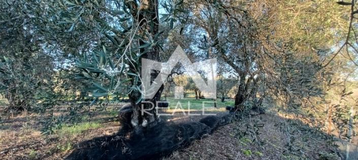 Image No.2-Plot for sale