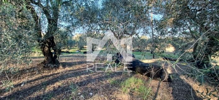 Image No.3-Plot for sale