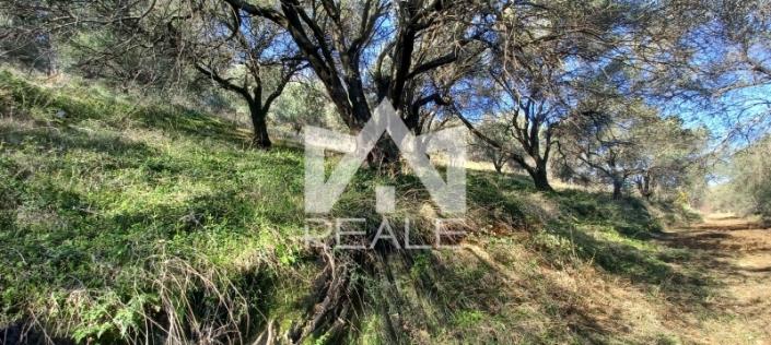 Image No.4-Plot for sale