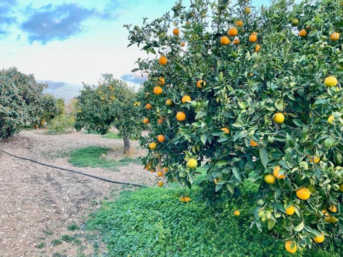 Image No.25-5 Bed House/Villa for sale