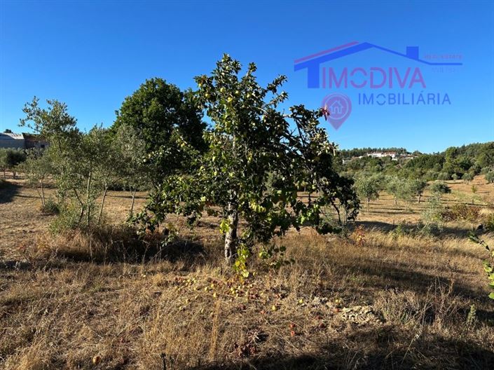 Image No.33-3 Bed House for sale