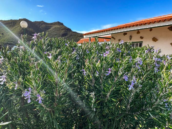 Image No.20-3 Bed Finca for sale