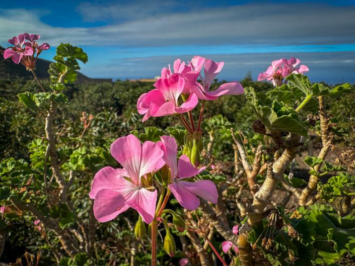 Image No.22-3 Bed Finca for sale