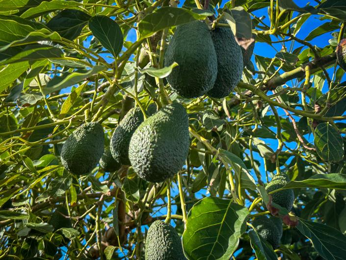 Image No.3-3 Bed Finca for sale