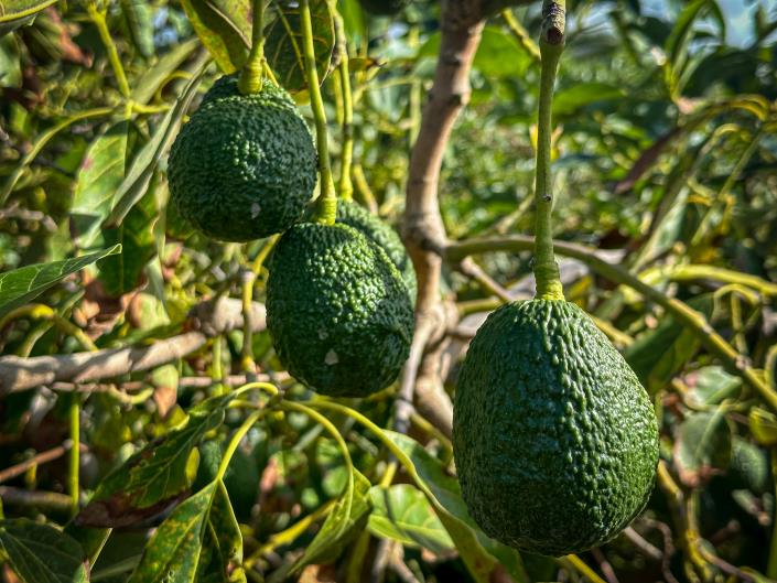 Image No.24-3 Bed Finca for sale