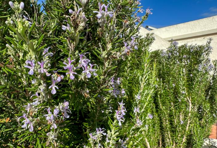 Image No.30-3 Bed Finca for sale