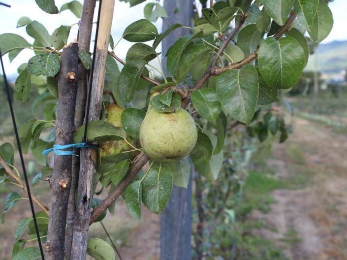 Image No.20-6 Bed House for sale