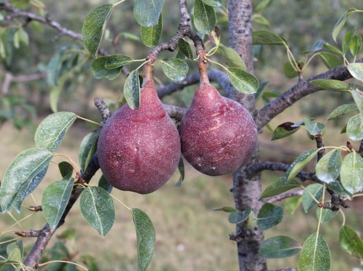 Image No.21-6 Bed House for sale