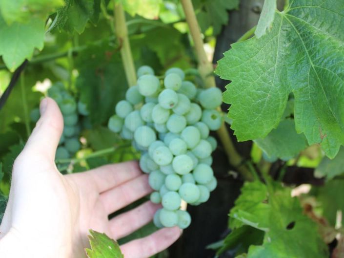 Image No.24-6 Bed House for sale