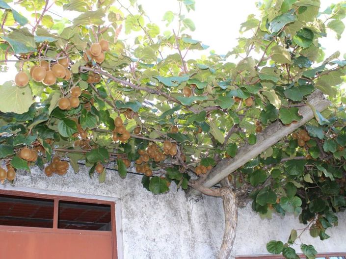 Image No.25-6 Bed House for sale