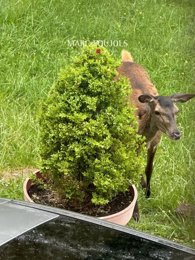 Image No.14-4 Bed House for sale