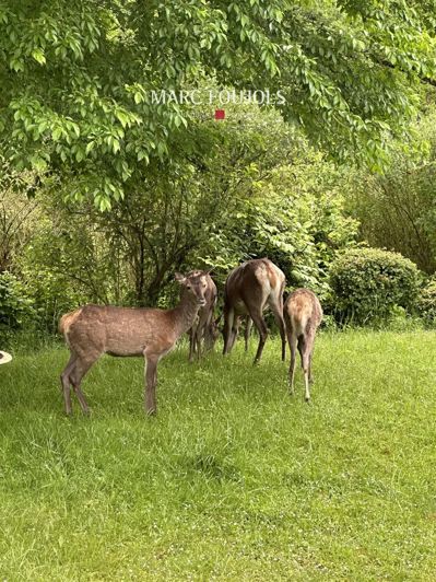 Image No.16-4 Bed House for sale