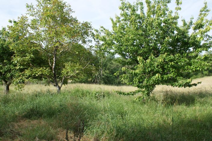 Image No.4-5 Bed House for sale