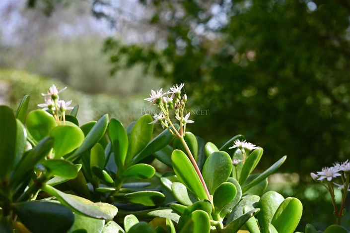 Image No.16-4 Bed House for sale