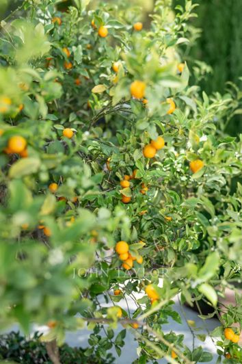 Image No.43-8 Bed House for sale