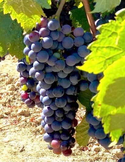 Image No.28-5 Bed House for sale