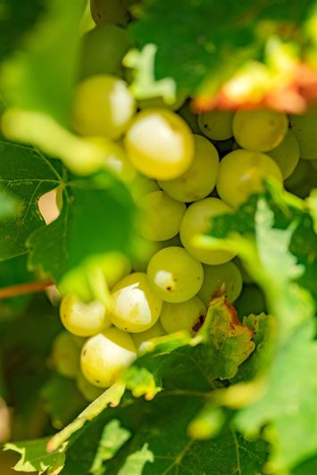 Image No.29-5 Bed House for sale