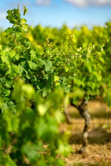 Image No.34-5 Bed House for sale