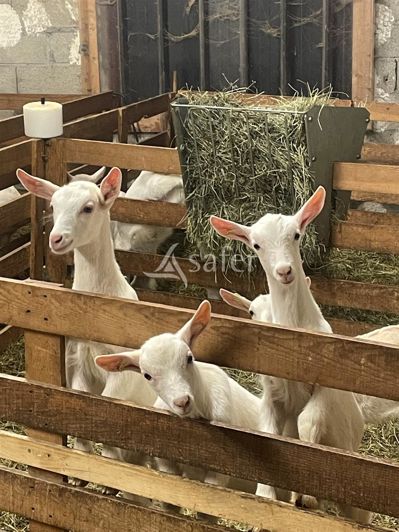 Image No.14-3 Bed House for sale