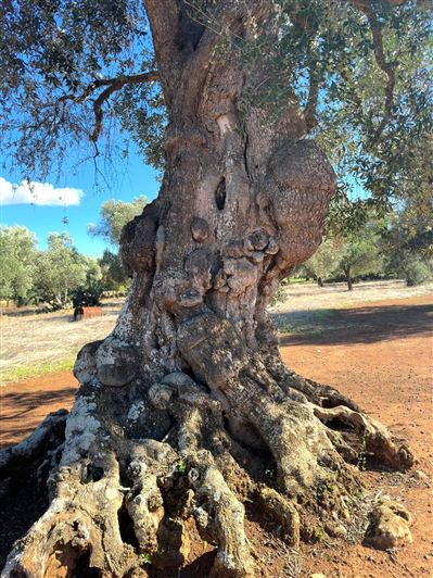 Image No.18-2 Bed Property for sale