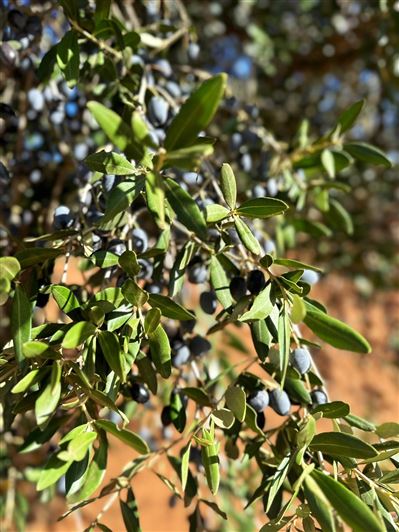 Image No.19-2 Bed Property for sale