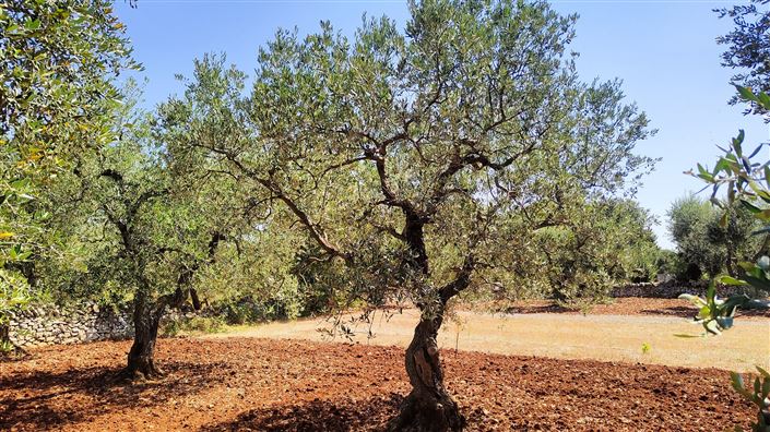 Image No.2-Property for sale