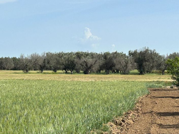 Image No.34-3 Bed Villa for sale