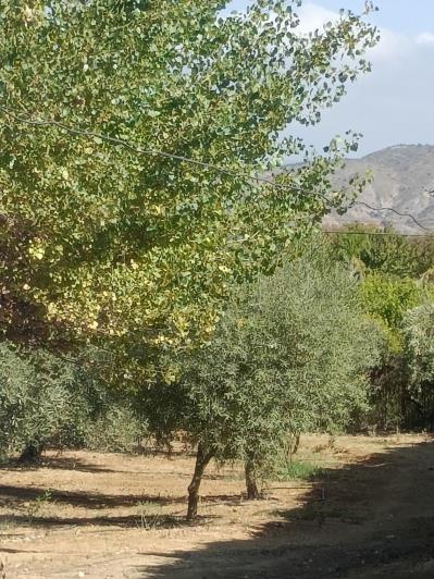 Image No.3-4 Bed Finca for sale