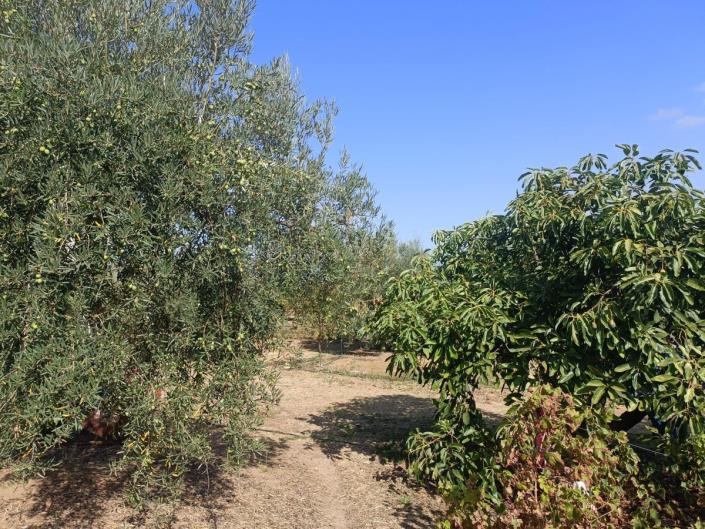 Image No.32-4 Bed Finca for sale