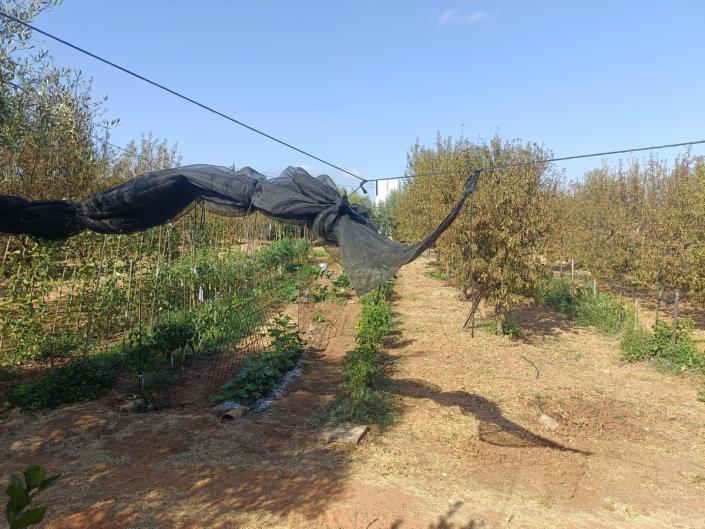 Image No.34-4 Bed Finca for sale