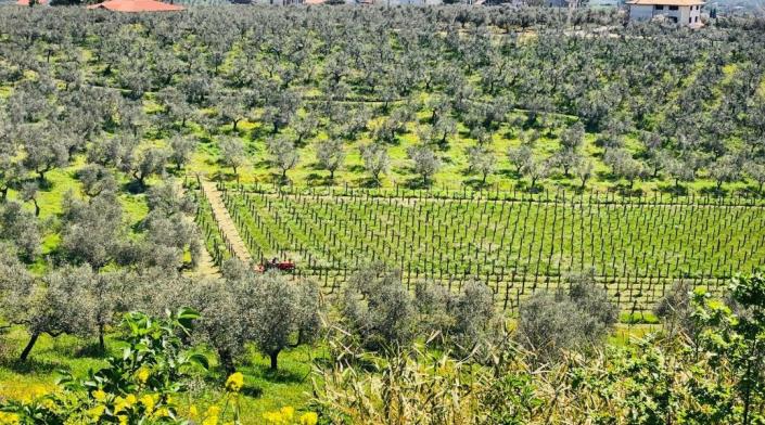 Image No.4-5 Bed Farmhouse for sale